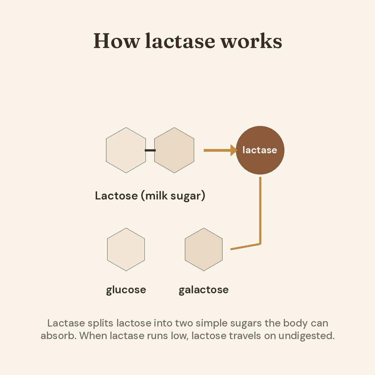 How lactase splits lactose into glucose and galactose